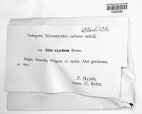 Valsalnicola oxystoma image